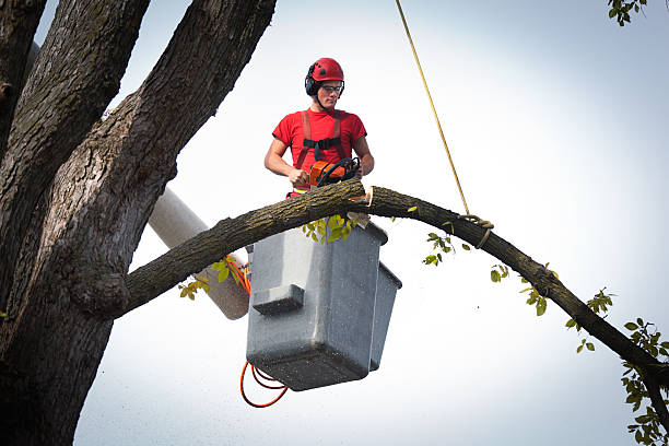 Best Fruit Tree Pruning  in Largo, MD